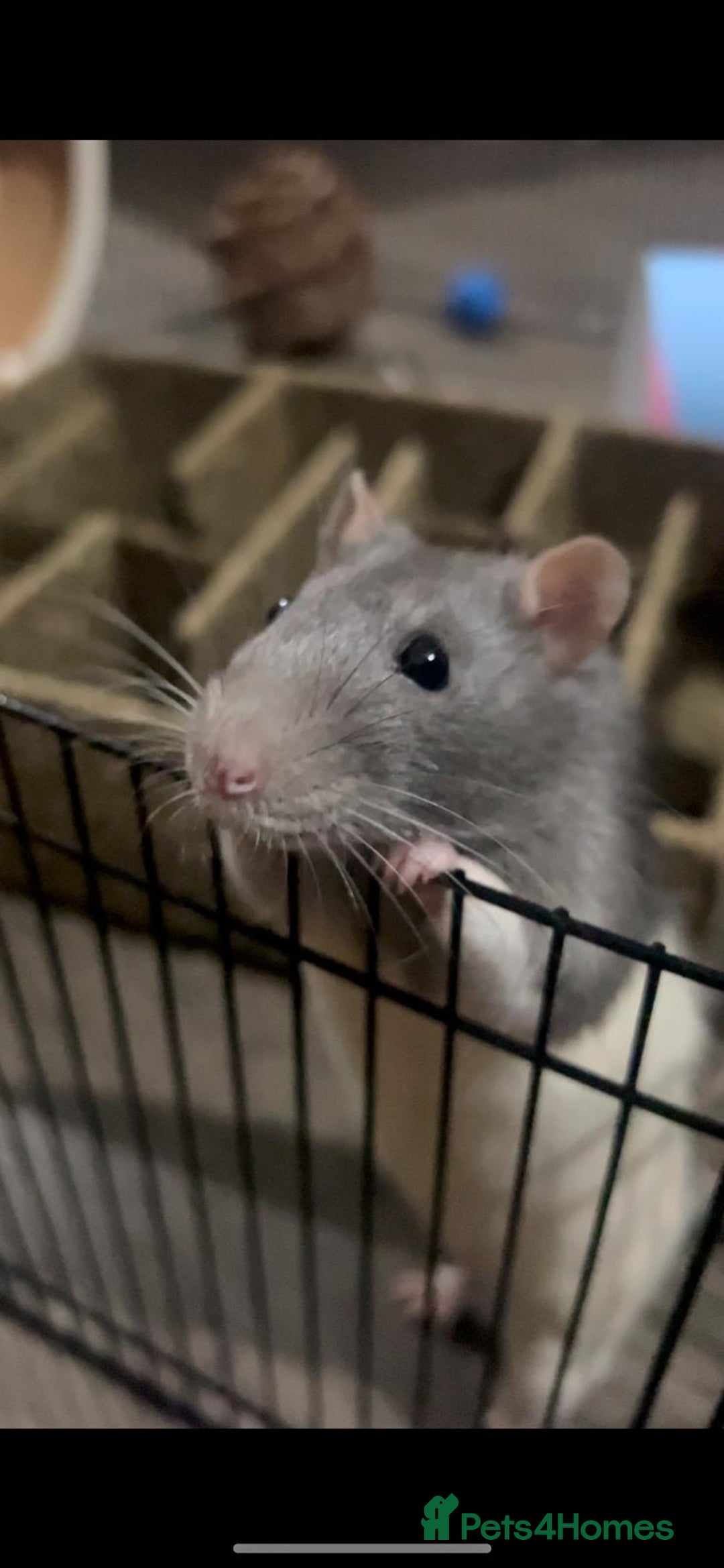 Rat rodents for sale: Brother rats. So cute and friendly. Kids handled - Image 4