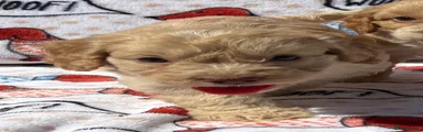 Cockapoo 3