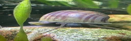 Snails fish for sale: Purple and blue mystery snails  - Advert 2
