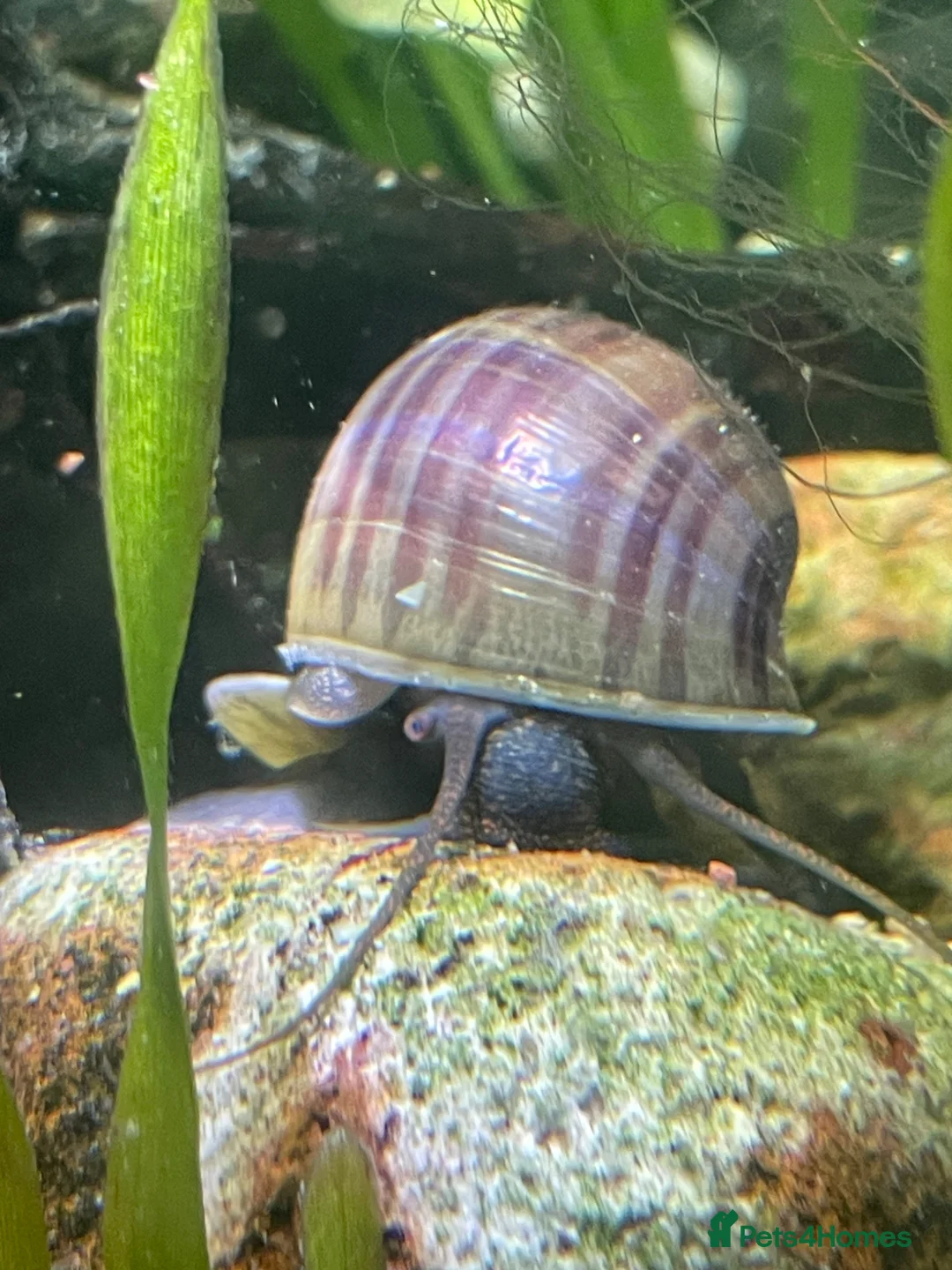 Snails fish for sale: Purple and blue mystery snails  - Advert 2