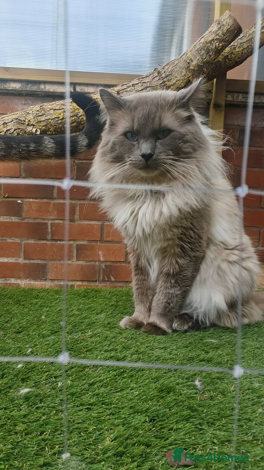 Ragdoll cats for sale: Beautifu Ragdoll Looking for a Loving Forever Home in Preston - Advert 1
