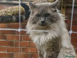 Ragdoll cats Beautifu Ragdoll Looking for a Loving Forever Home - Advert 3