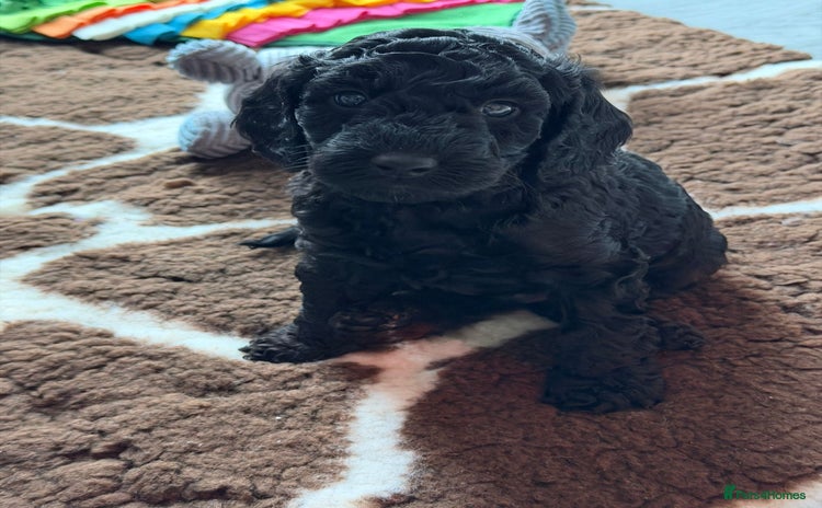 Cockapoo dogs F1b Cockapoo Puppies - Advert 14