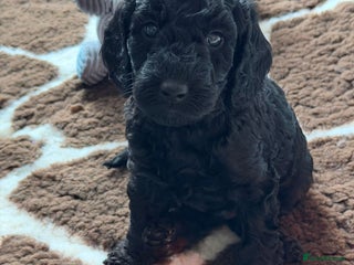 Cockapoo dogs F1b Cockapoo Puppies - Advert 6