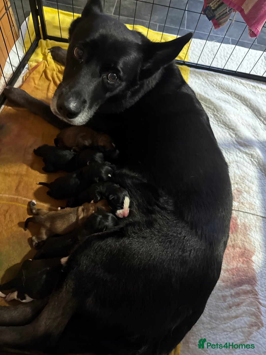 Mixed Breed dogs for sale: RARE BLUE EYE Sholly  ** tiff x Husky  - Advert 4