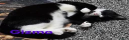 Mixed Breed cats for sale: Free to a good home - Advert 7