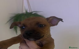 Staffordshire Bull Terrier dogs for sale: Red Staffordshire bull terrier puppies ❤️🐾 - Image 16