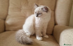 Ragdoll cats for sale: GRAND Champion European Line kittens.FULL PEDIGREE - Image 13