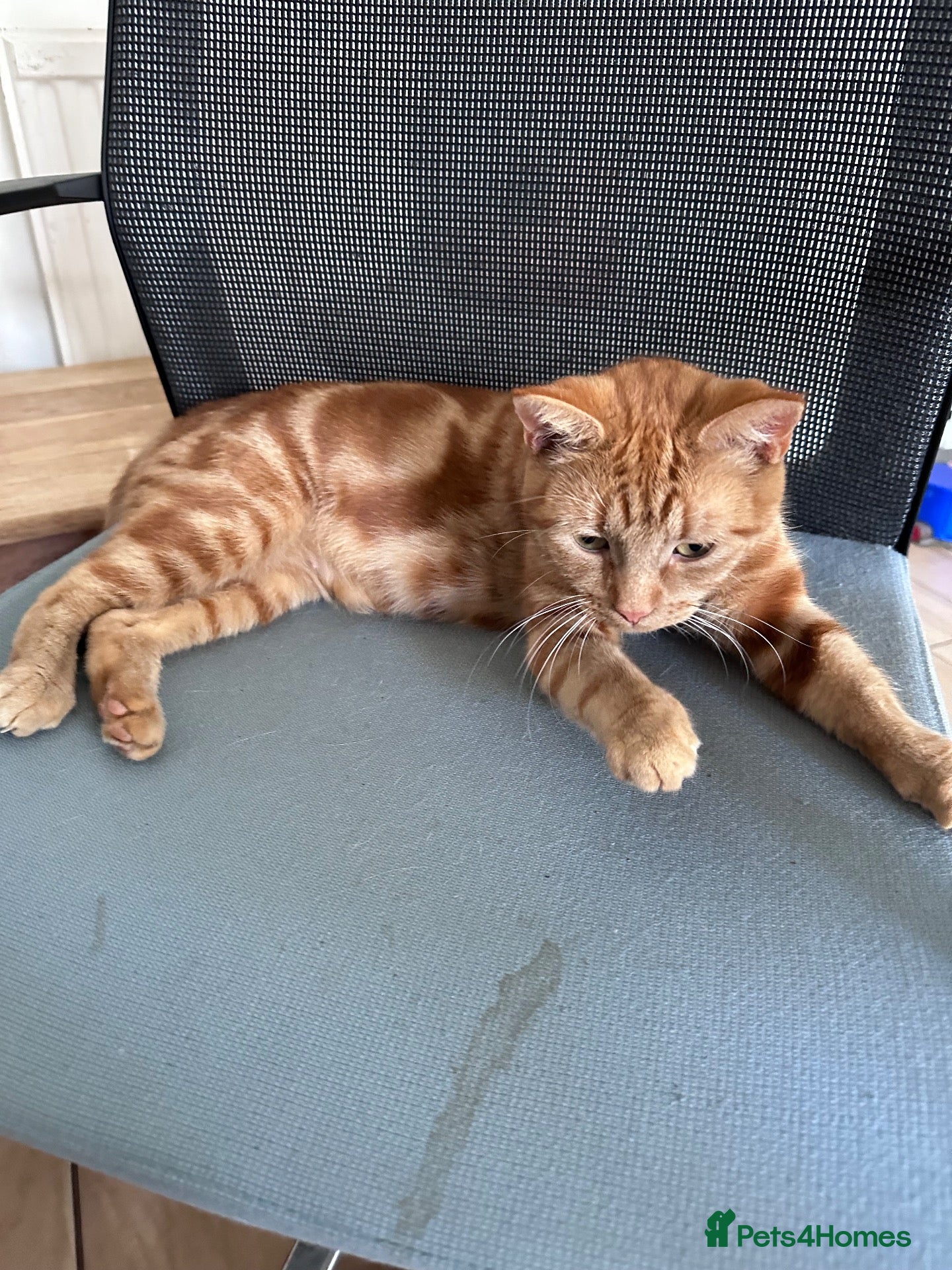Mixed Breed cats Ginger little kitten ready for her new home.  - Advert 1