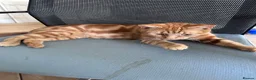Mixed Breed cats for sale: Ginger little kitten ready for her new home.  - Advert 1