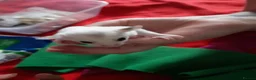 Sugar Glider rodents for sale: Sugar gliders in Salford - Advert 9