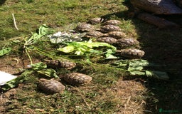 Tortoise reptiles for sale: Mediterranean spur-thighed tortoise hatchlings  - Image 1