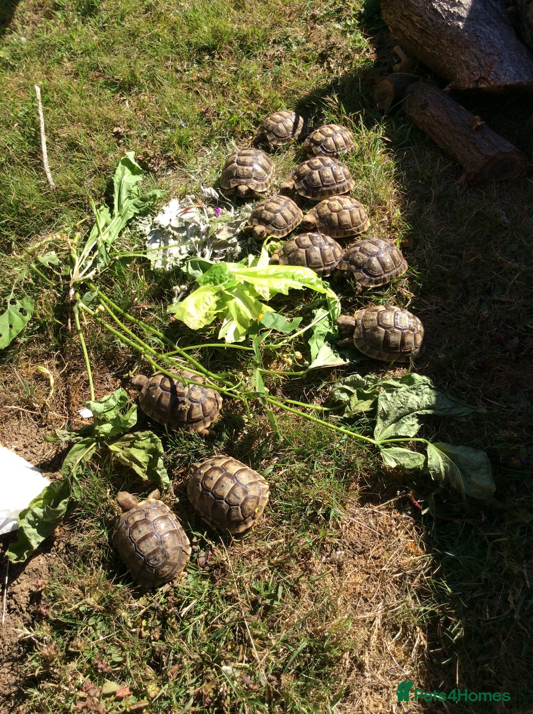 Tortoise reptiles for sale: Mediterranean spur-thighed tortoise hatchlings  - Image 1