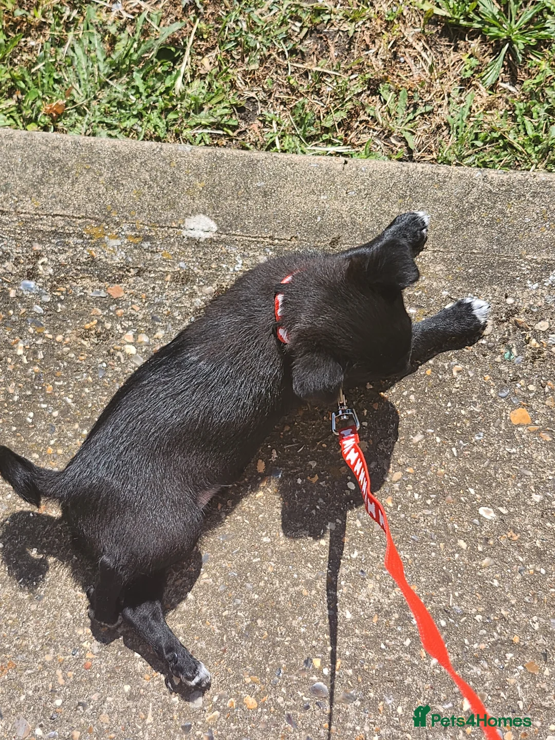 Pomchi dogs for sale: Black male Pomchi - Advert 2