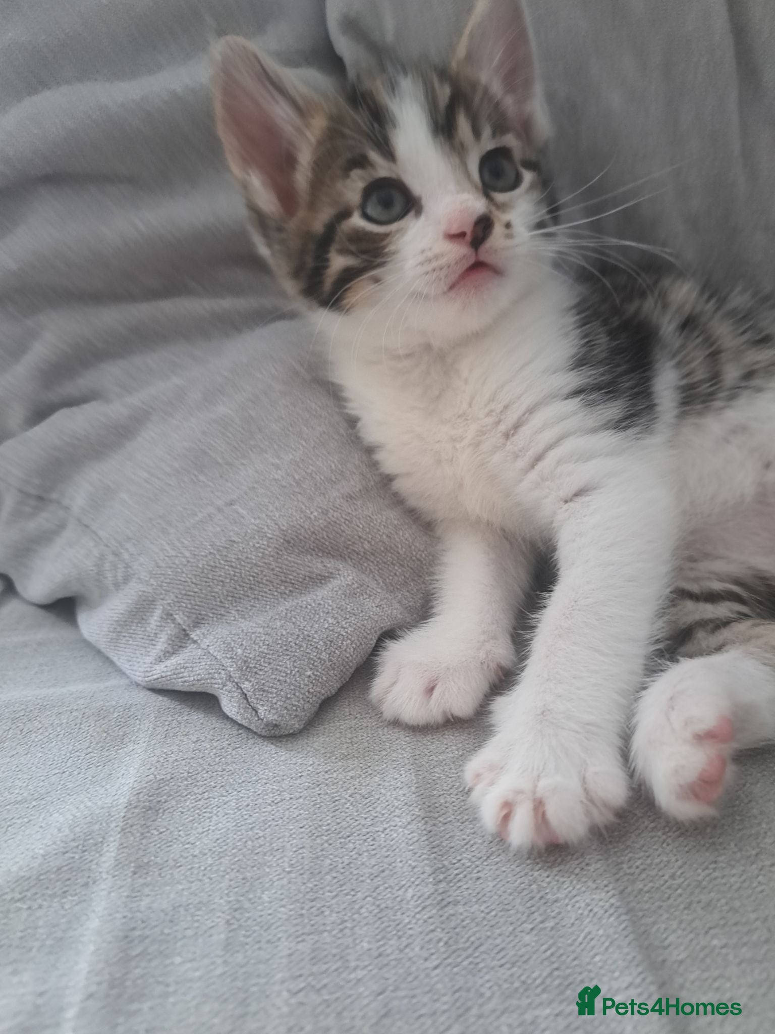 Mixed Breed cats Kittens 🥰 - Advert 3