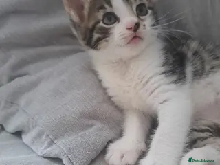 Mixed Breed cats Kittens 🥰 - Advert 6