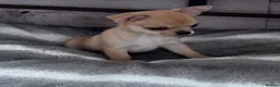Chihuahua dogs for sale: gorgeous puppies in hull - Advert 21