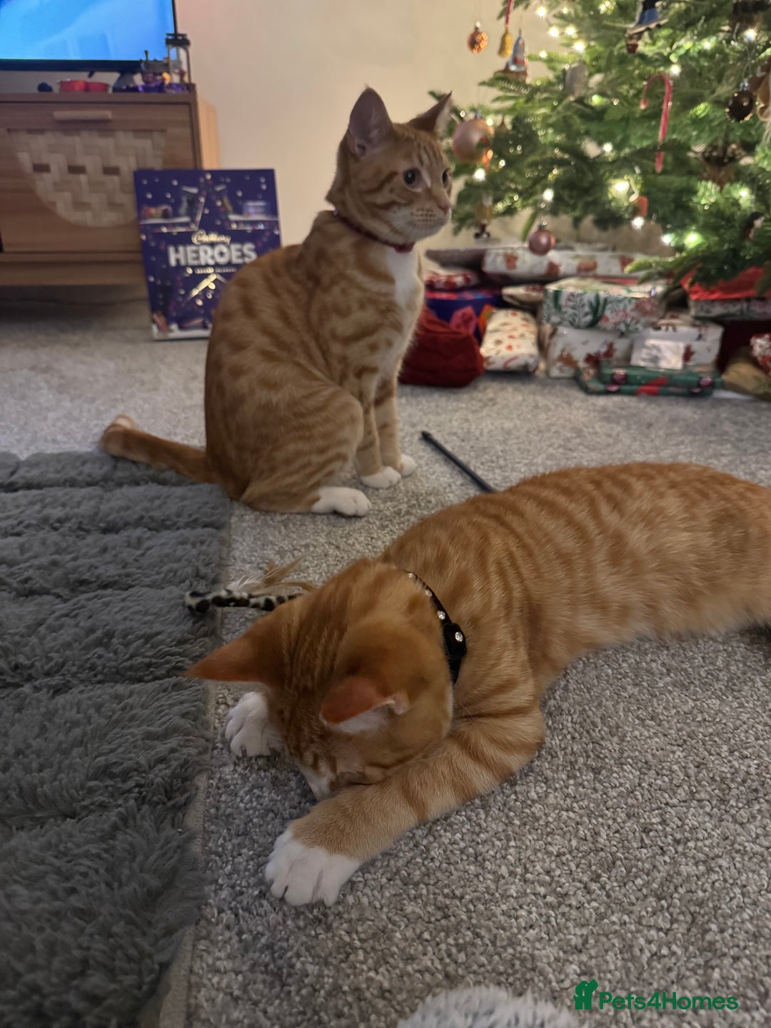 Domestic Shorthair cats for sale: Two boys available  - Advert 6