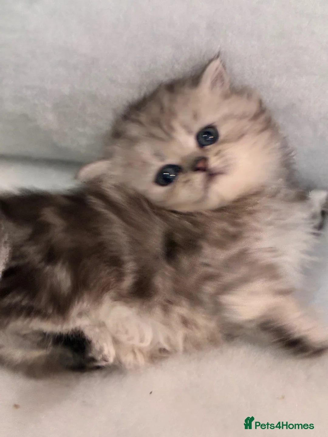 Persian cats for sale: Pedigree Persian chinchilla kittens - Advert 11