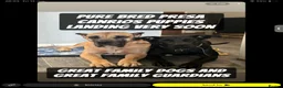 Presa Canario dogs for sale: 3 Pressa canario female pups - Advert 5