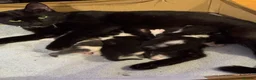 Mixed Breed cats for sale: 1 boy left other 2 have been found a home  in Chatham - Advert 2