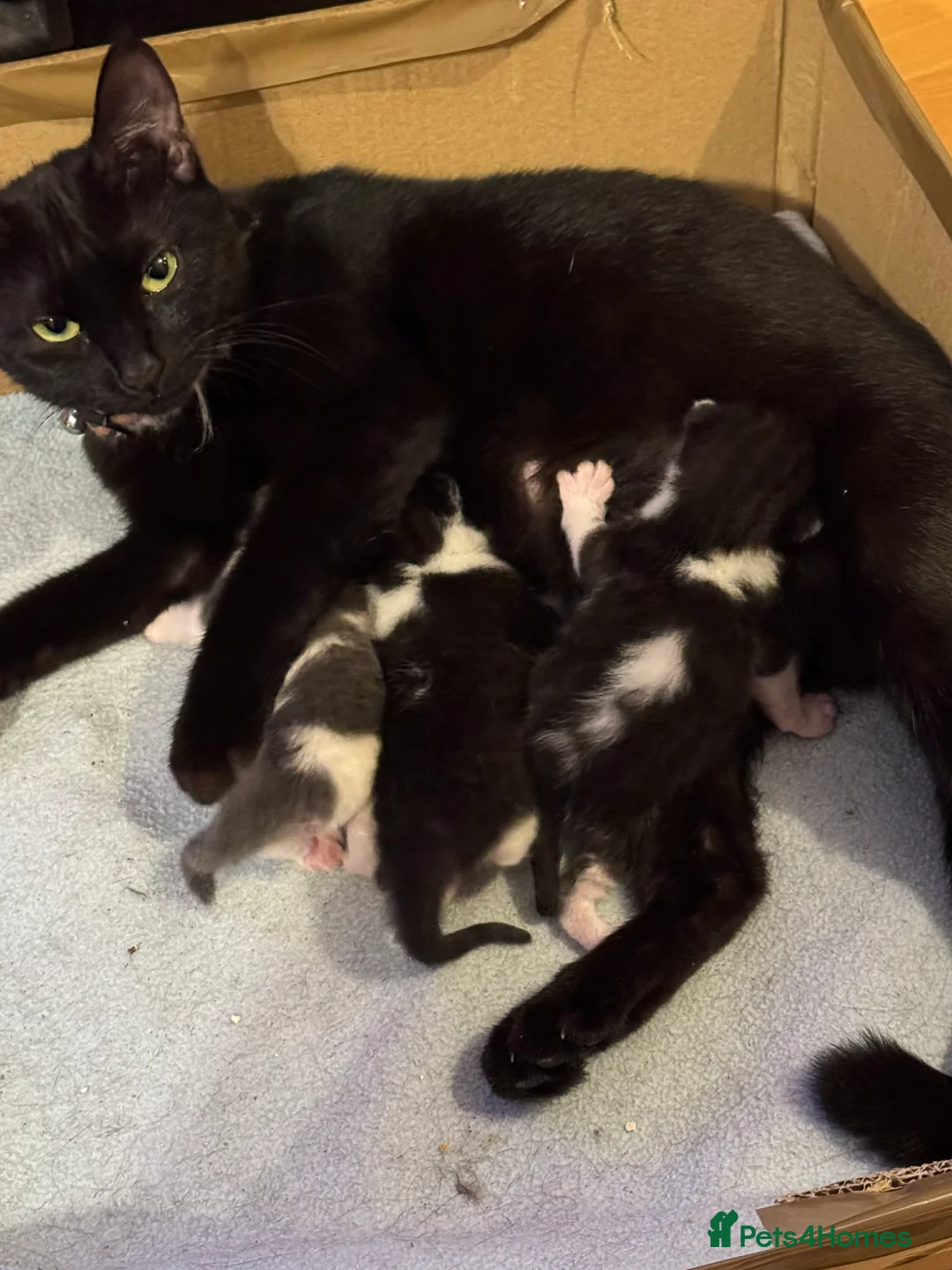 Mixed Breed cats for sale: 1 boy left other 2 have been found a home  in Chatham - Advert 2