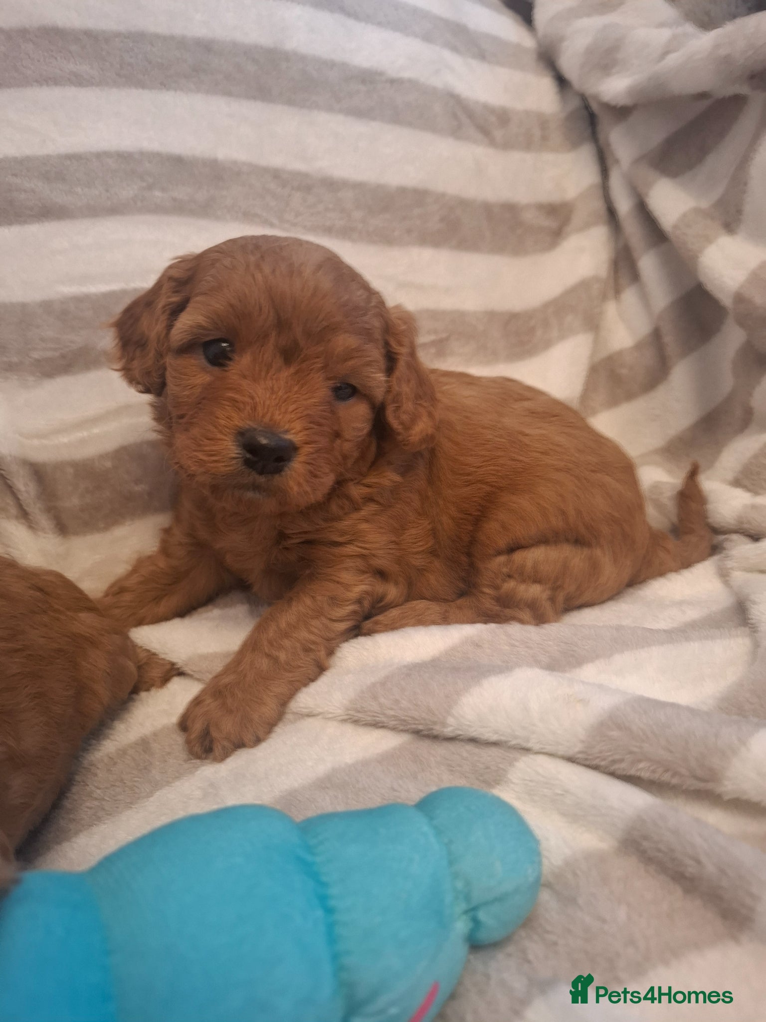 Cavapoo dogs F1 Toy Cavapoo puppies.Health tested red/champagne - Advert 2