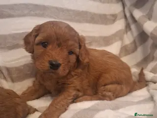 Cavapoo dogs F1 Toy Cavapoo puppies.Health tested red/champagne - Advert 2