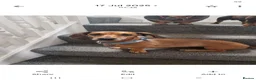 Dachshund dogs for sale: Amazing Dachshund Puppies FOR SALE - Advert 24