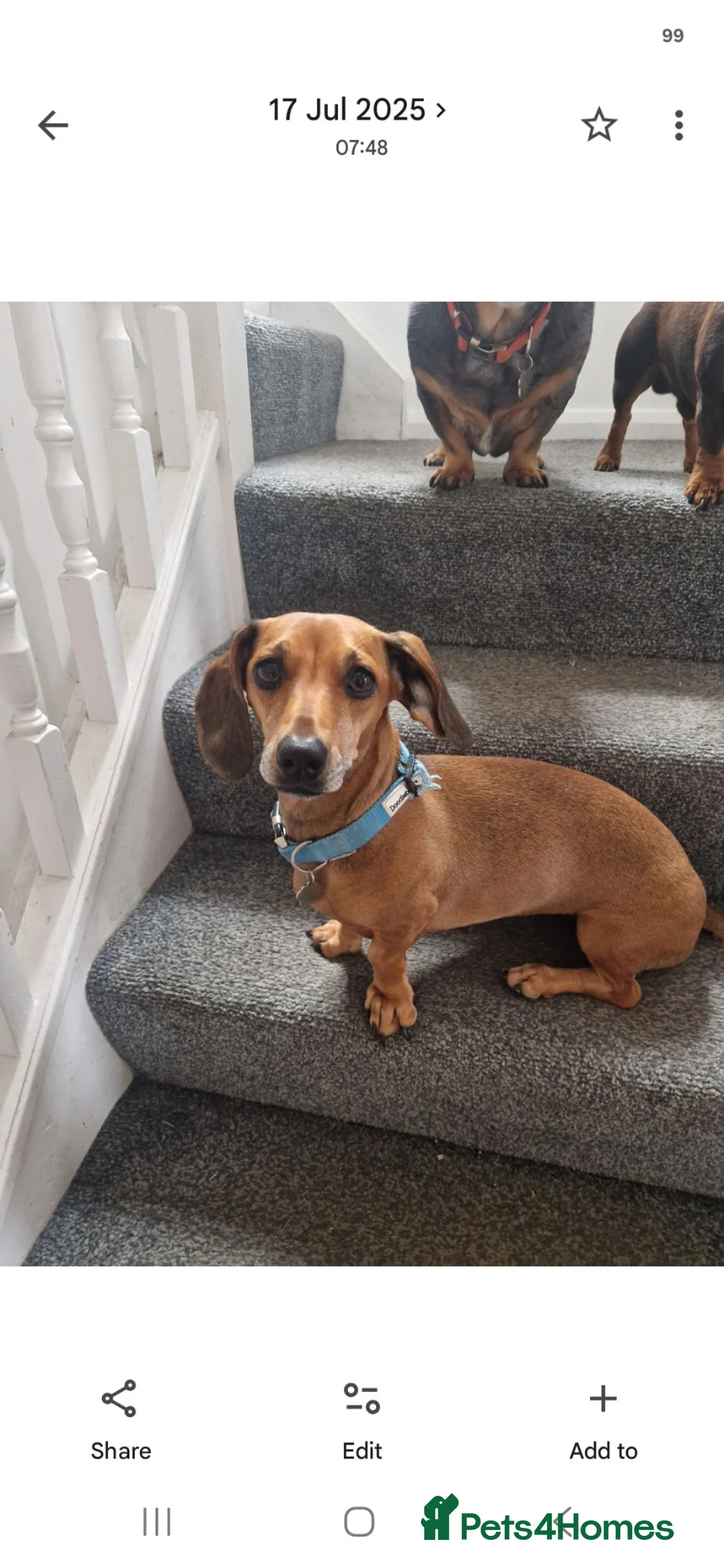 Dachshund dogs for sale: Amazing Dachshund Puppies FOR SALE - Advert 24