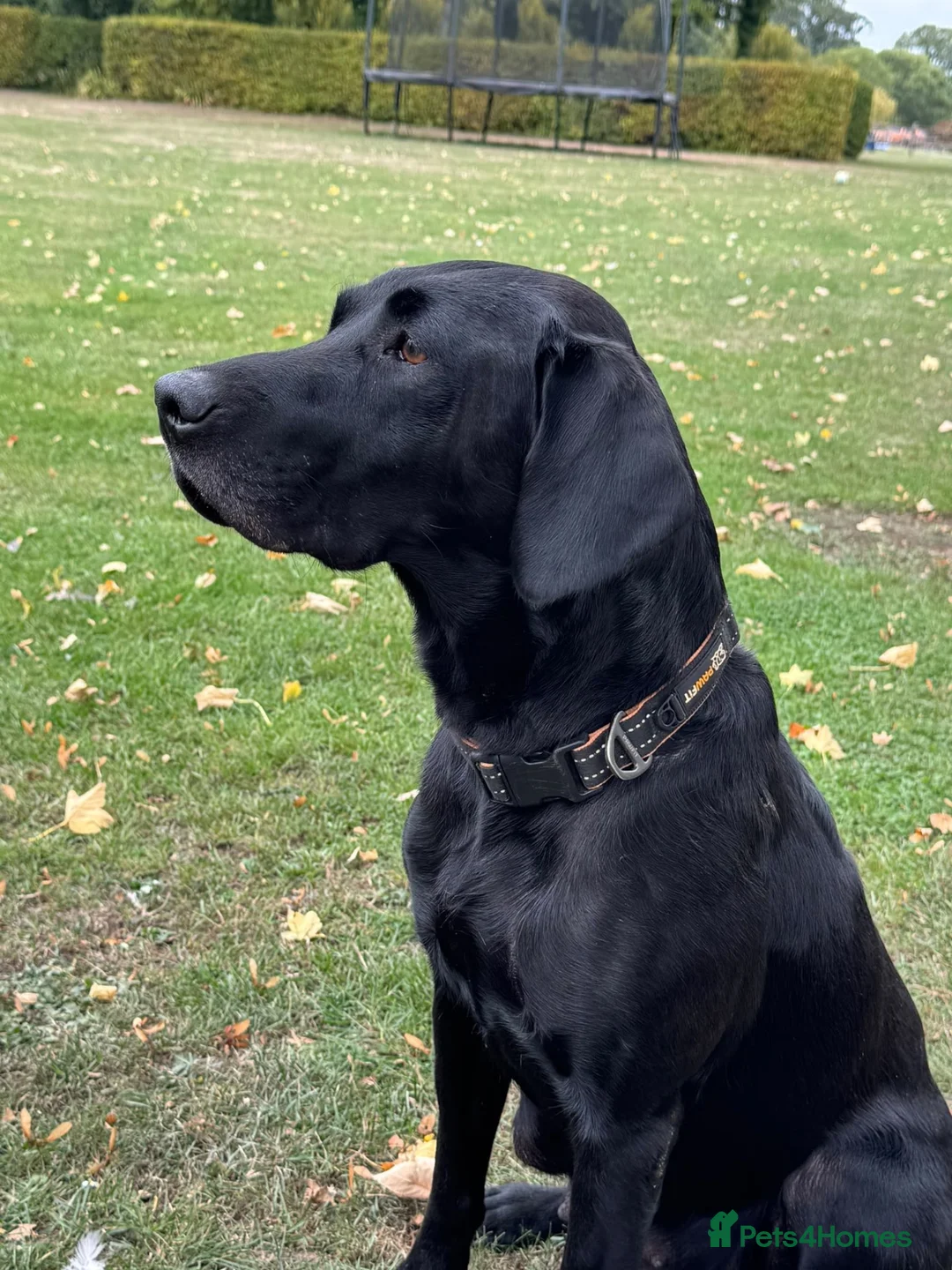 Labrador Retriever dogs for sale: Puppys For Forever Homes - Advert 2