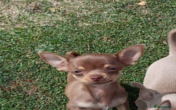 Chihuahua dogs for sale: Stunning tiny Chihuahua puppies. READY NOW - Image 7