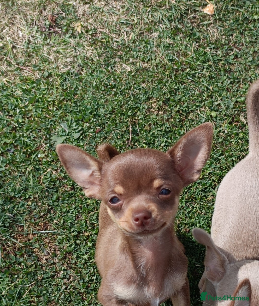 Chihuahua dogs for sale: Stunning tiny Chihuahua puppies. READY NOW - Image 7