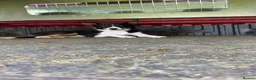Mixed Breed dogs for sale: Sprollies  - Advert 27