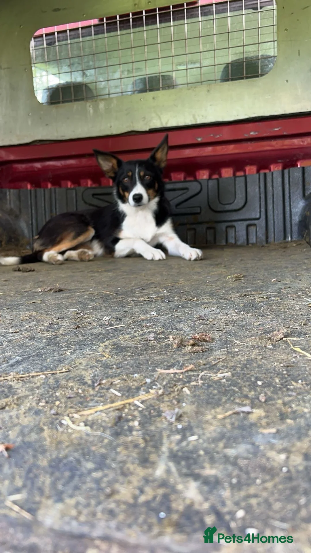 Mixed Breed dogs for sale: Sprollies  - Advert 27