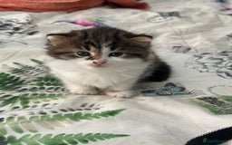 British Longhair cats for sale: Ready Now!! Beautiful BLH Kittens 💜🐾 - Image 6