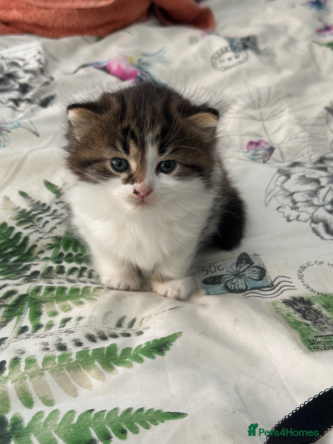 British Longhair cats for sale: Ready Now!! Beautiful BLH Kittens 💜🐾 - Image 6