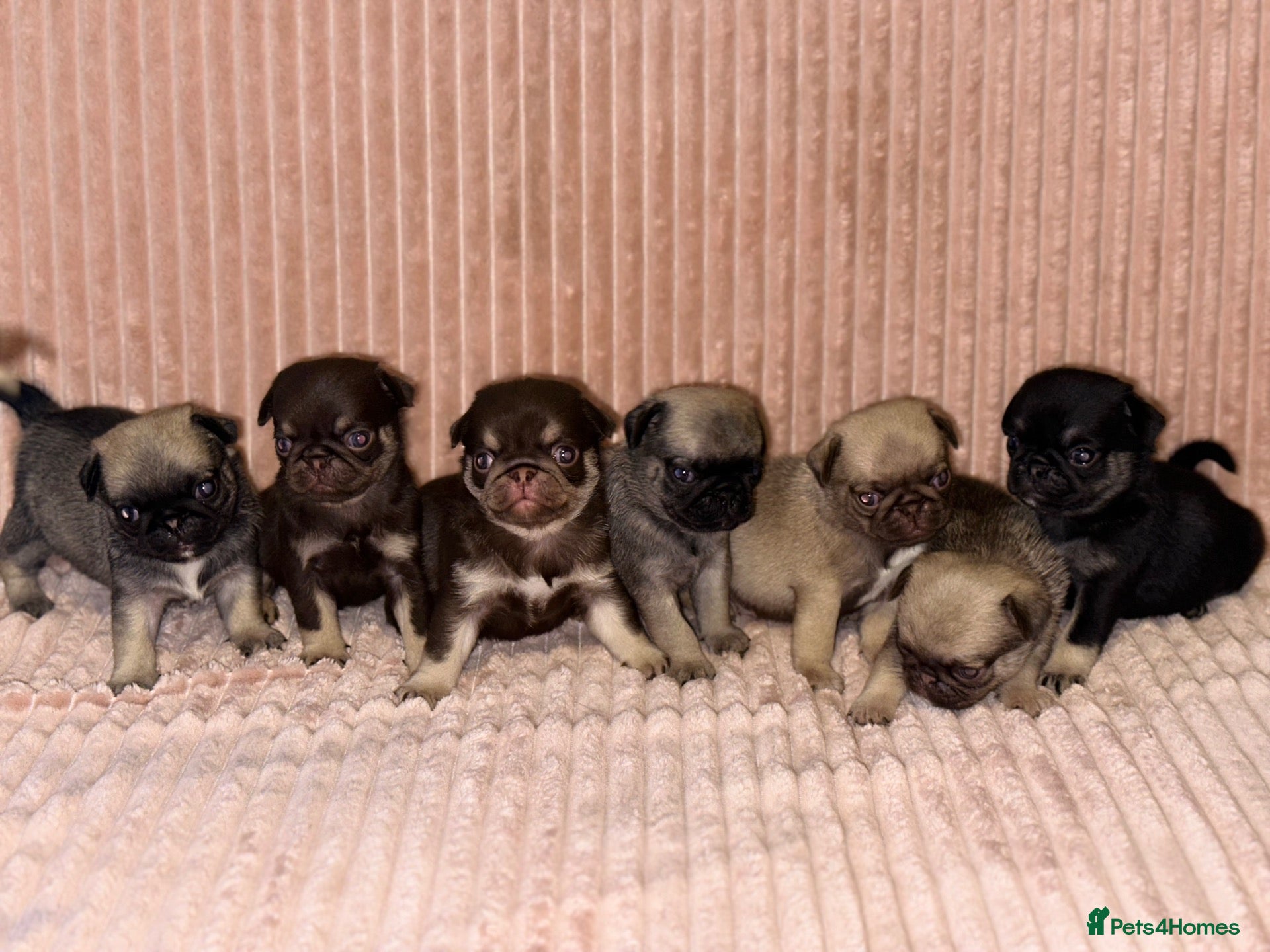 Pug dogs Gorgeous Pug Puppies - Advert 1