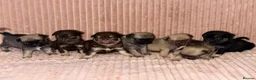 Pug dogs for sale: Gorgeous Pug Puppies - Advert 1
