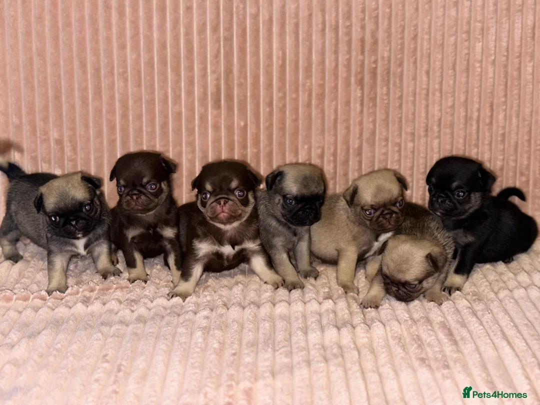 Pug dogs for sale: Gorgeous Pug Puppies - Advert 1