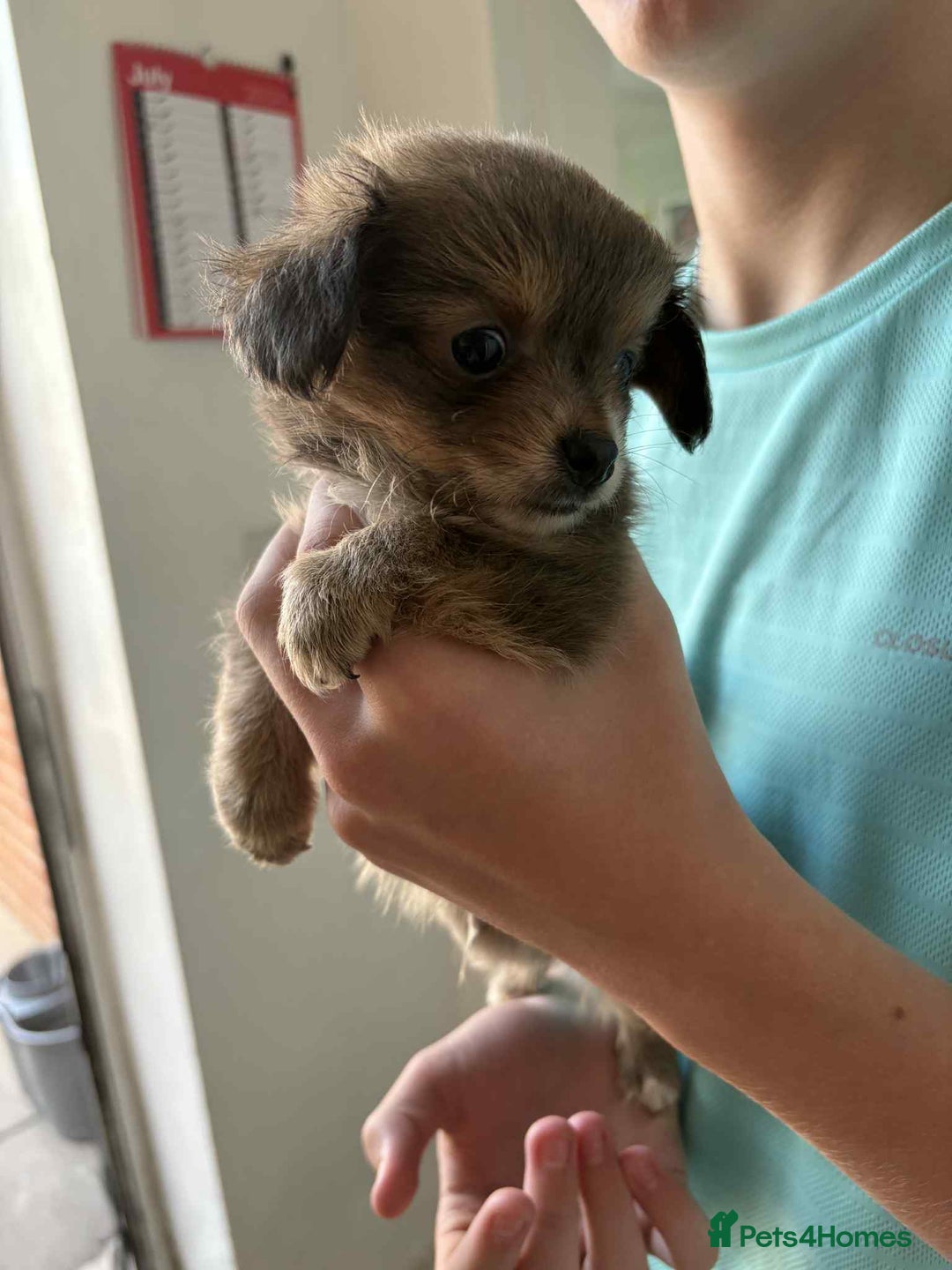 Chihuahua dogs for sale: Two boy chihuahua puppies  - Image 6