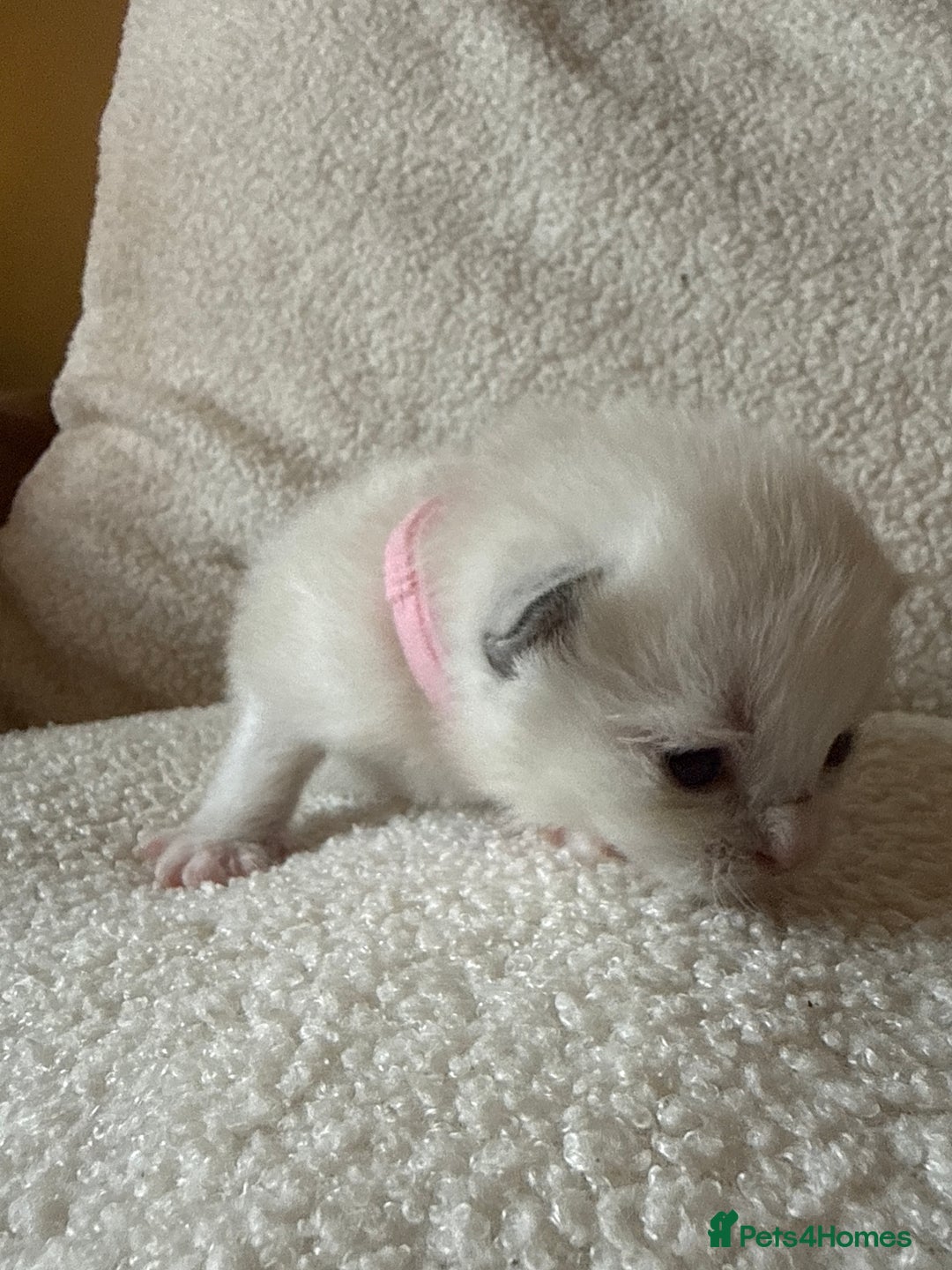 Ragdoll cats for sale: 🥰 blue Ragdolls 🥰 - Advert 10