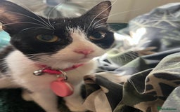 Mixed Breed cats for sale: Two male black white kittens  - Image 7