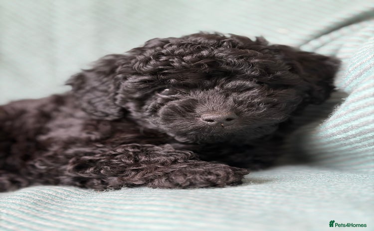 Cockapoo dogs - Advert 2