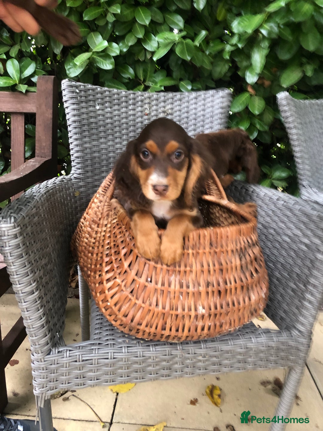 Cocker Spaniel dogs for sale: Cocker spaniel puppy’s  - Image 6