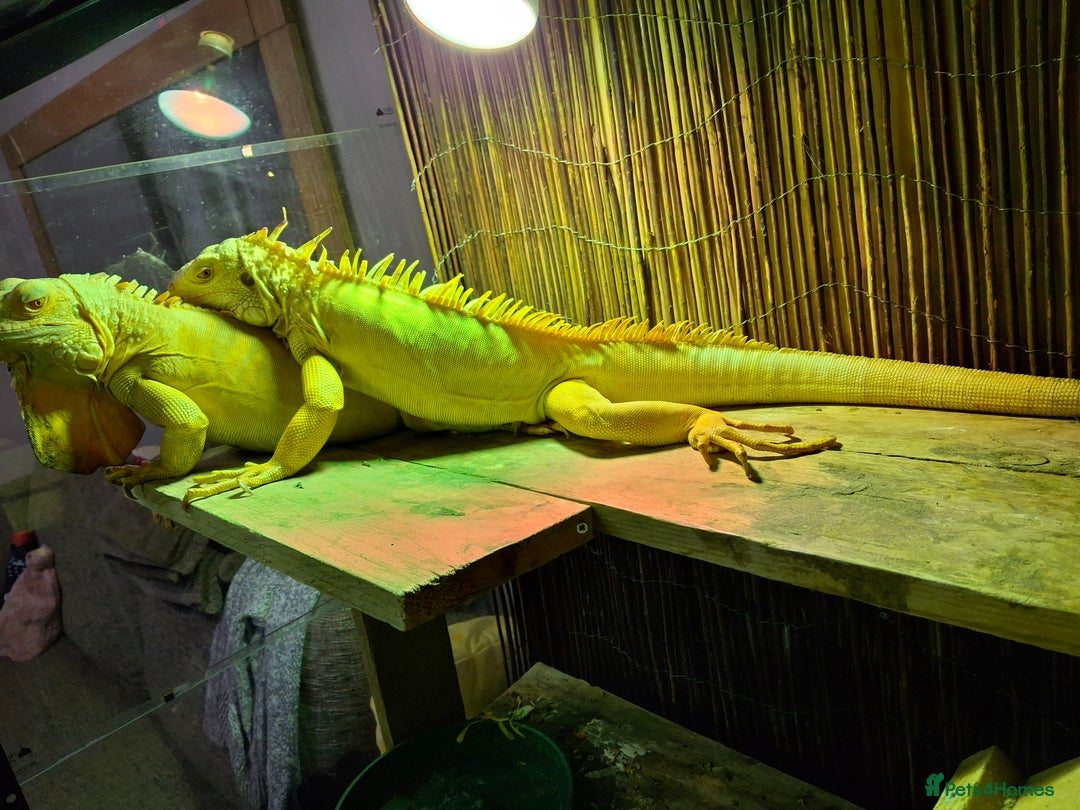 Iguana reptiles for sale: Iguana Albino for sale. A pair Male and Female - Advert 6