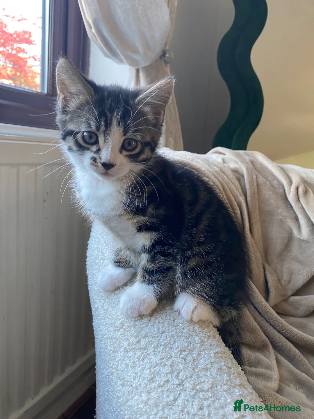 Mixed Breed cats for sale: Little girl for sale  - Advert 2