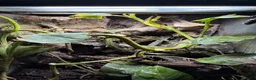 Frog reptiles for sale: Amazon milk frog with full bioactive VIV  - Advert 7