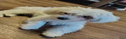 Maltese dogs for sale: Little princess  - Advert 5