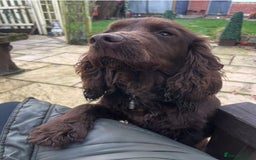 Cocker Spaniel dogs for sale: Cocker spaniel pups - Image 10